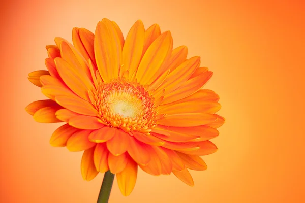 Orange gerbera flower — Stock Photo, Image
