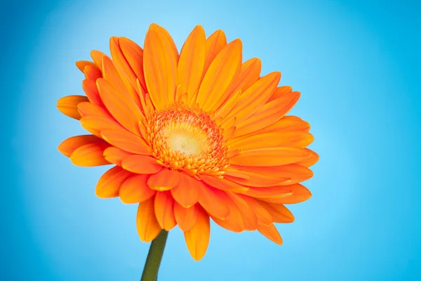 Fiore di gerbera arancione — Foto Stock
