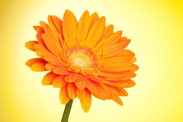 Květina oranžová gerbera — Stock fotografie
