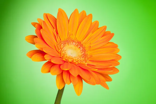 Πορτοκαλί ζέρμπερες λουλούδι — Φωτογραφία Αρχείου