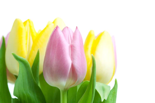 Beautiful pink and yellow tulip bouqet — Stock Photo, Image