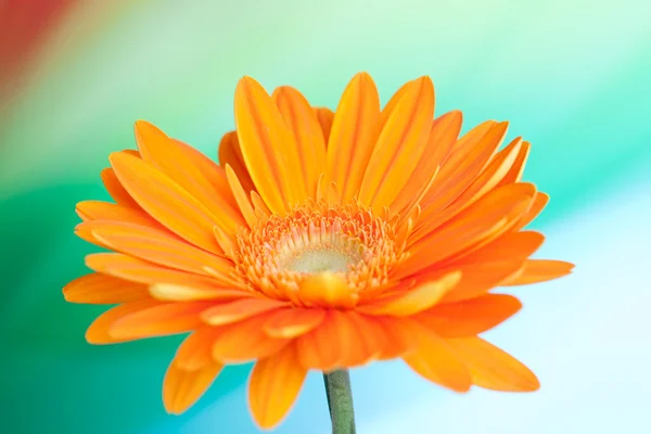 Kwiat pomarańczowy gerbera — Zdjęcie stockowe