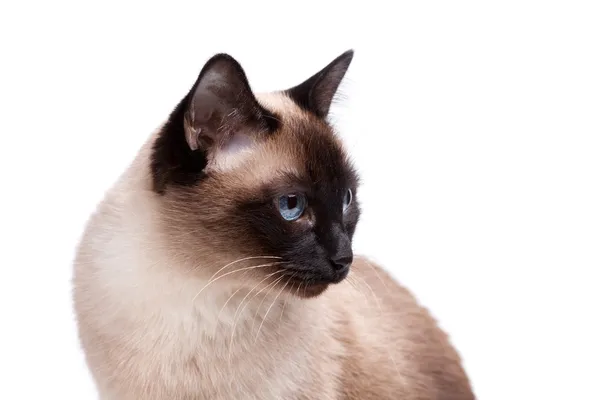 Siamese cat with blue eyes looks right — Stock Photo, Image