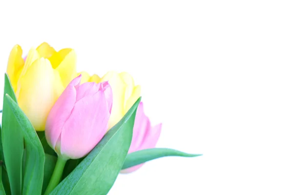 Beautiful tulip bouqet Stock Photo