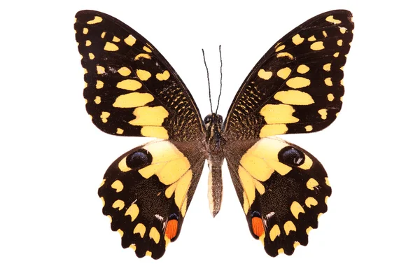 Pillangó sorozat - gyönyörű pillangó — 스톡 사진