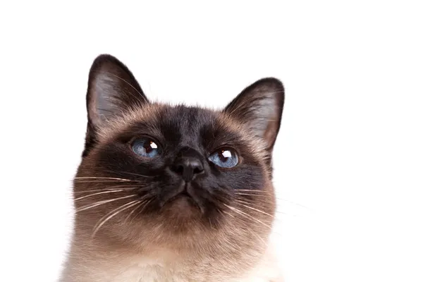 Siamese katt med blå ögon ser uppåt — Stockfoto
