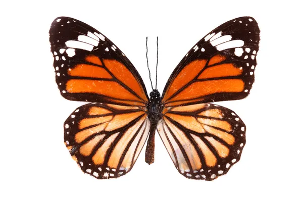 Kelebek serisi - güzel kelebek — Stok fotoğraf