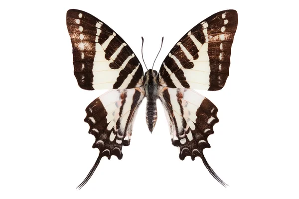 Pillangó sorozat - gyönyörű pillangó — 스톡 사진
