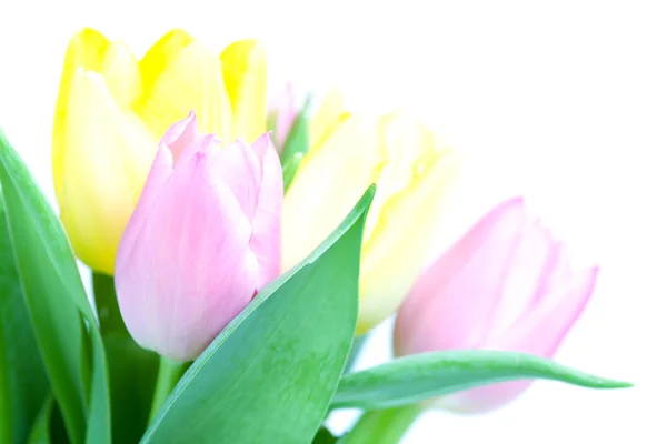 Beautiful tulip bouqet Royalty Free Stock Photos