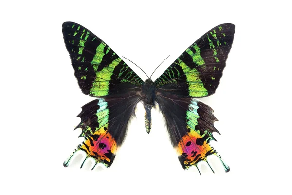 Vzácný krásný motýl — Stock fotografie