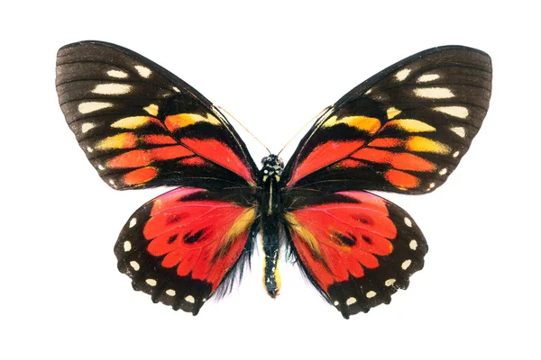 Vzácný krásný motýl — Stock fotografie