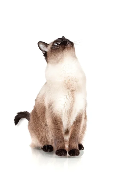 Сиамская кошка с голубыми глазами смотрит вверх — стоковое фото