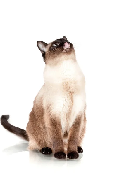 Siamese gato olha para cima e lambe — Fotografia de Stock