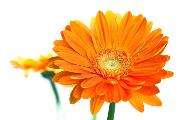 오렌지 gerbera 꽃 — 스톡 사진