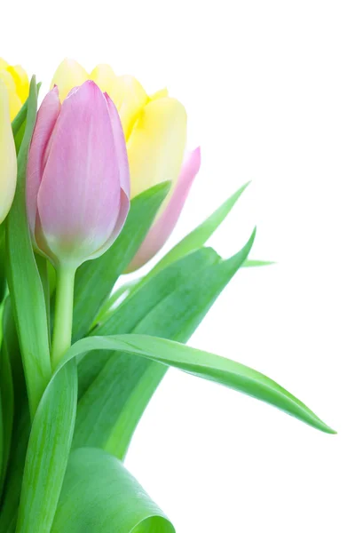 Beautiful tulip bouqet — Stock Photo, Image
