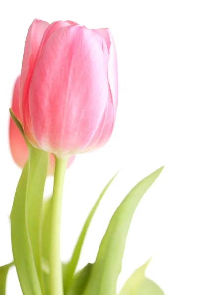 Hermosas flores de tulipán rosa — Foto de Stock