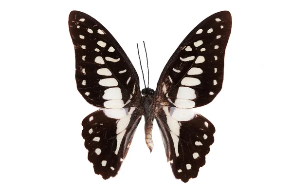 Vlinder serie - prachtige vlinder — Stockfoto