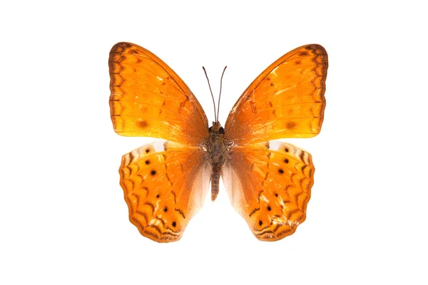 バタフライ シリーズ - 美しい蝶 — ストック写真