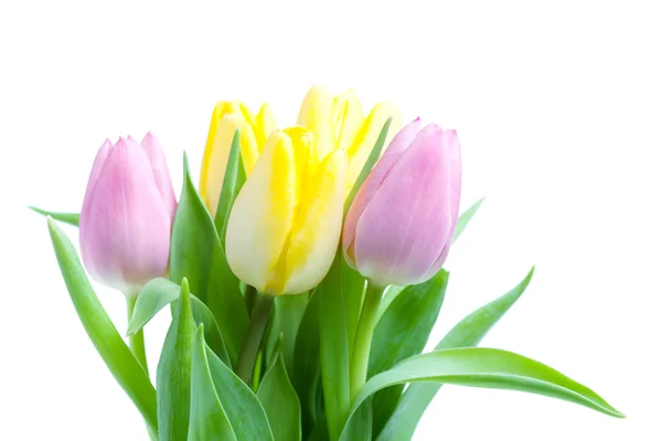 Beautiful tulip bouqet Royalty Free Stock Images