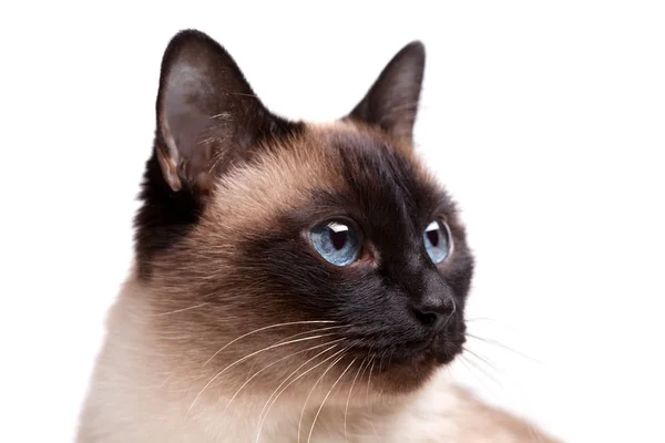 Gato siamês com olhos azuis parece certo — Fotografia de Stock