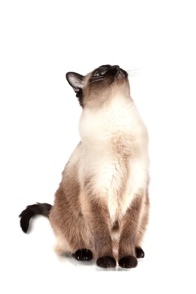 Сиамская кошка с голубыми глазами смотрит вверх — стоковое фото