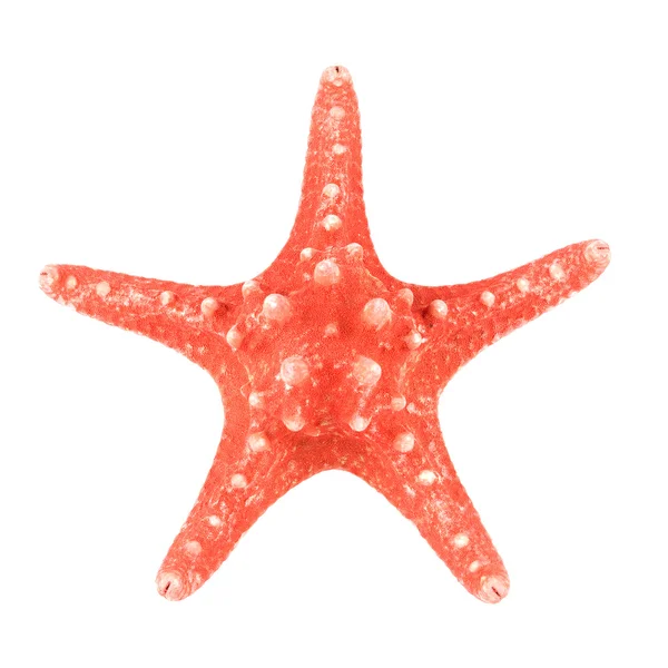 Estrella de mar roja —  Fotos de Stock