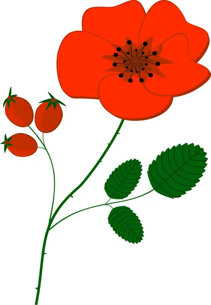 Красный цветок мака — стоковый вектор