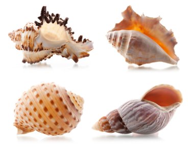 Four sea shells