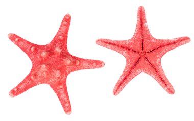 Two red starfishes clipart