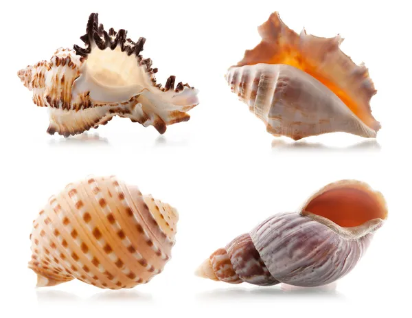 Cuatro conchas marinas — Foto de Stock