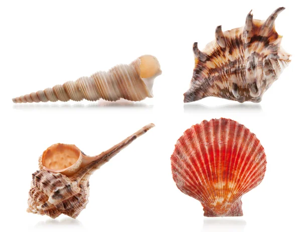 Cuatro conchas marinas —  Fotos de Stock