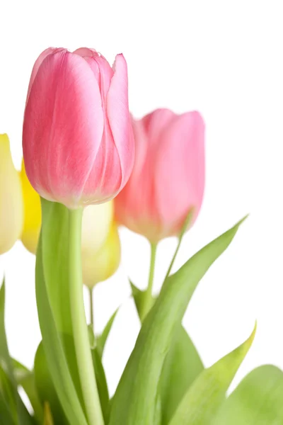 Lindas flores de tulipa rosa — Fotografia de Stock