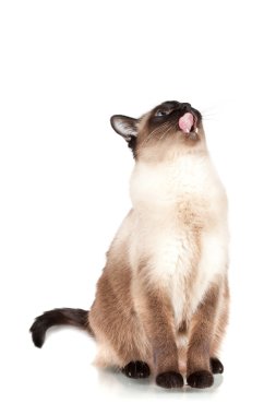 Siamese cat with blue eyes looks upwards