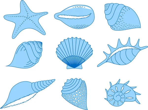 The collection of the cockleshells — Stock Vector