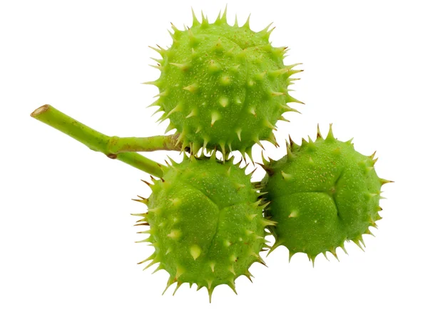 stock image Three green chestnuts