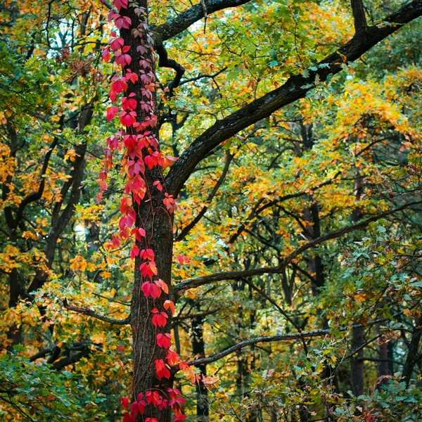 Paints of autumn — Stock Photo, Image