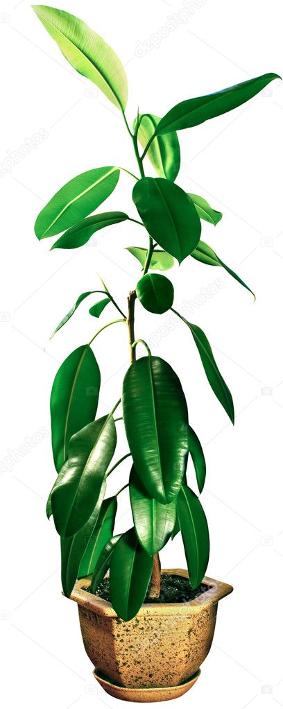 Ficus with green leaves
