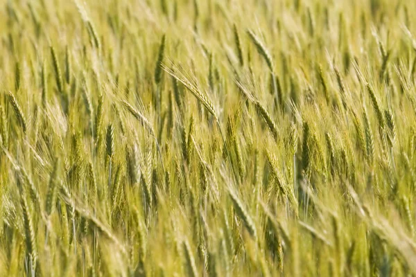 Campo de trigo dourado fundo — Fotografia de Stock