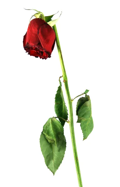 Old rose isolated on white — Stock Photo, Image