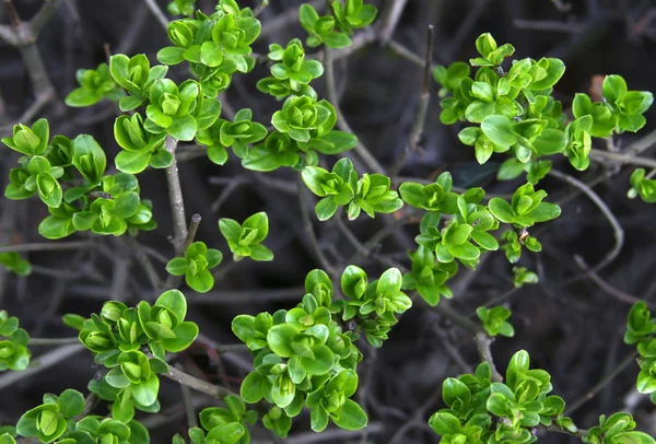 Gröna bush bakgrund — Stockfoto