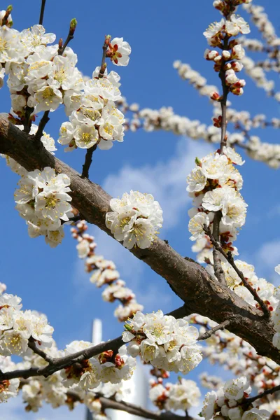 Spring blooming cherry flowers branch — Stock Photo, Image