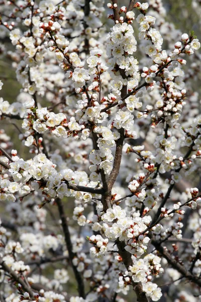Primavera flor cereja flores ramo — Fotografia de Stock
