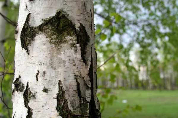 Huş ağacı — Stok fotoğraf