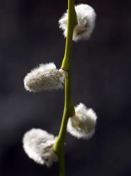 stock image Pussy willow