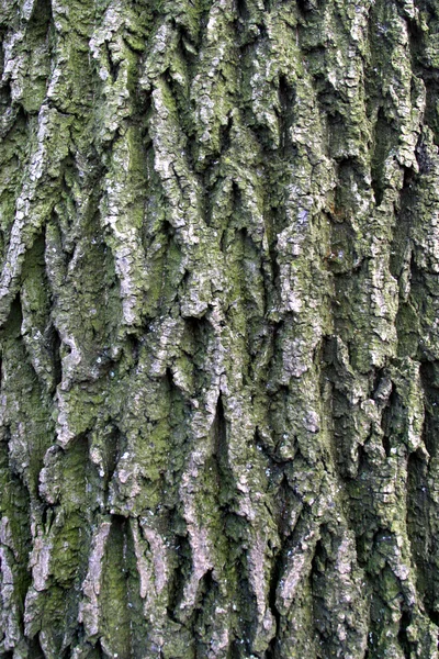 Bark as a background — Stock Photo, Image