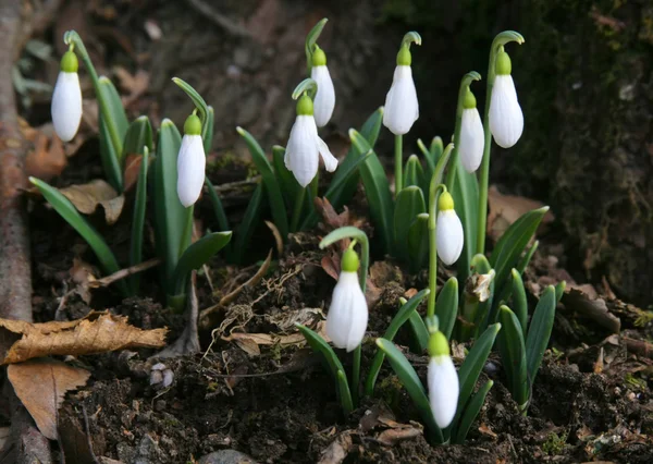 The first snowdrops — Stock Photo, Image