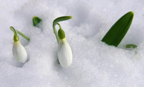 The first snowdrops among thawing snow — Stock Photo, Image