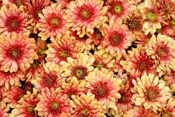 Beautiful chrysanthemum flowers — Stock Photo, Image