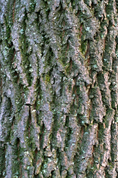 Ağaç kabuğu arkaplanı — Stok fotoğraf