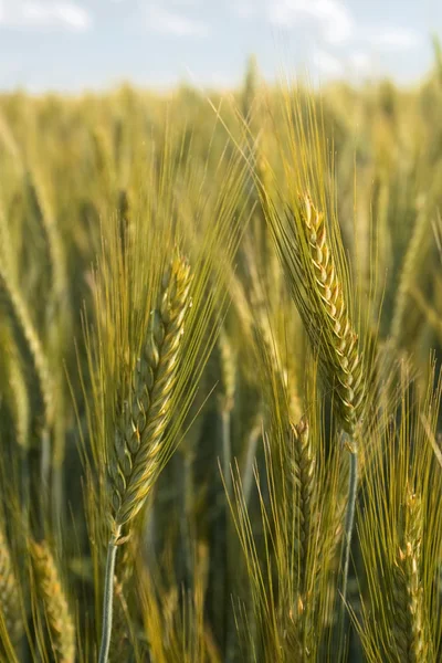小麦の黄金の耳のクローズアップ — ストック写真